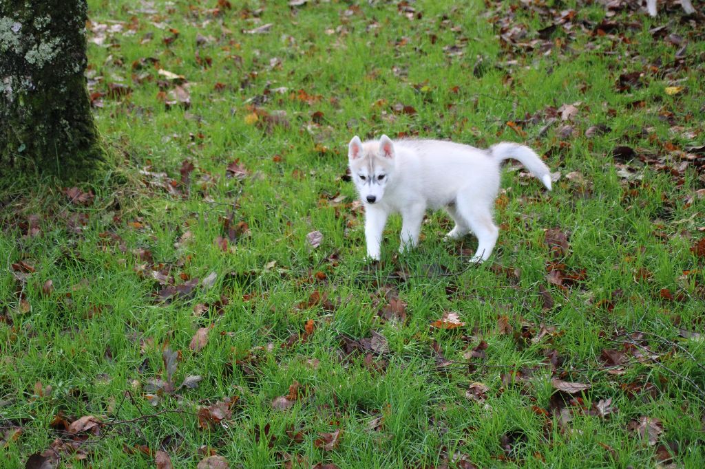 Des Legendes Du Triskel - Chiot disponible  - Siberian Husky