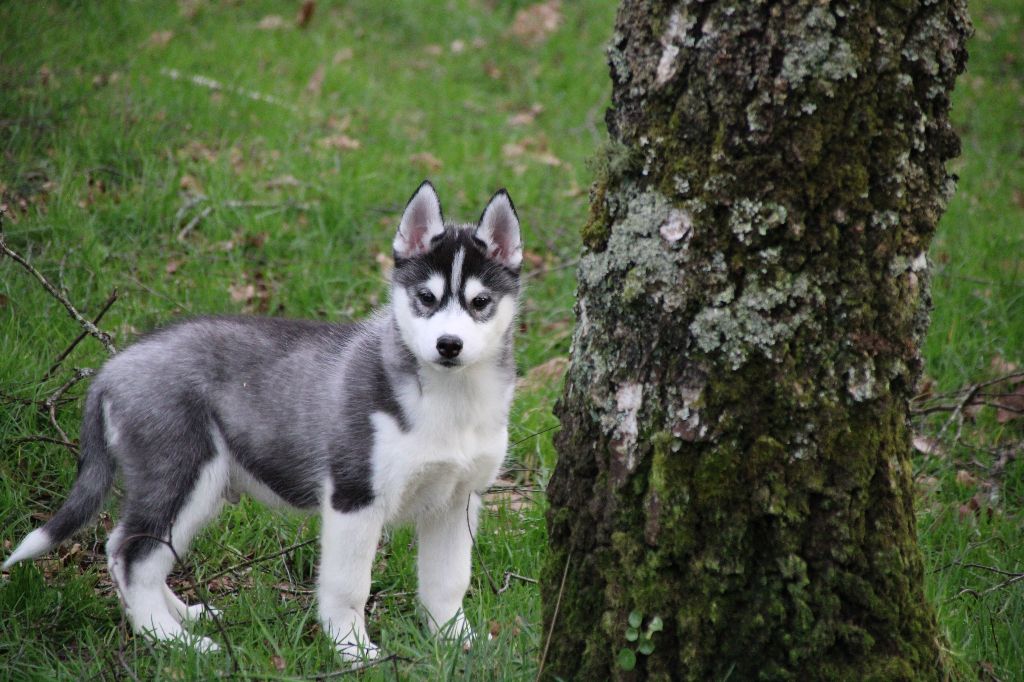 Des Legendes Du Triskel - Chiot disponible  - Siberian Husky