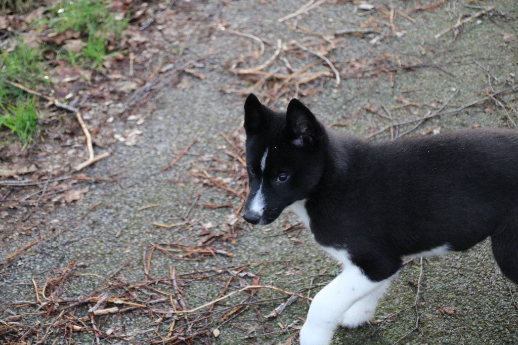 Des Legendes Du Triskel - Chiot disponible  - Siberian Husky