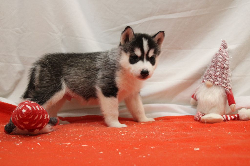 Des Legendes Du Triskel - Chiot disponible  - Siberian Husky