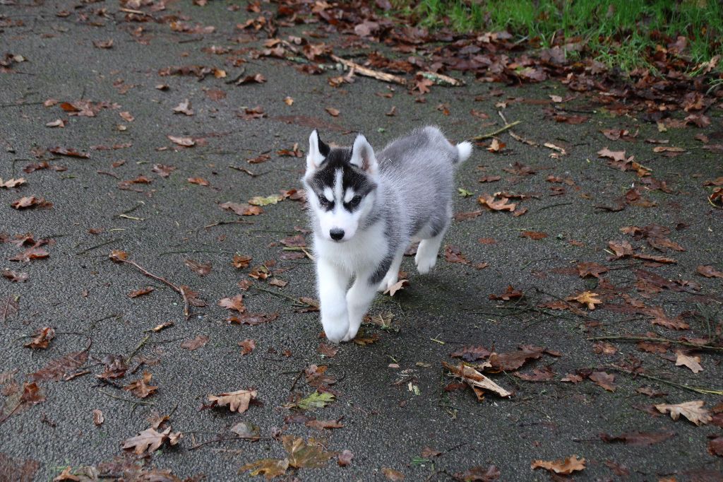 Des Legendes Du Triskel - Chiot disponible  - Siberian Husky