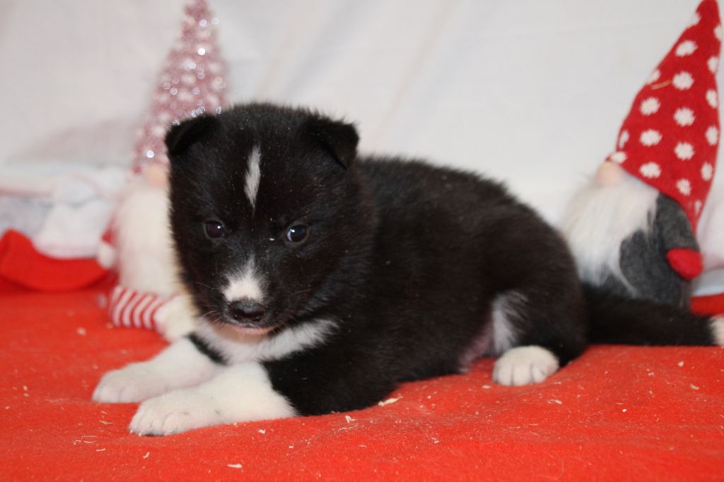 Des Legendes Du Triskel - Chiot disponible  - Siberian Husky