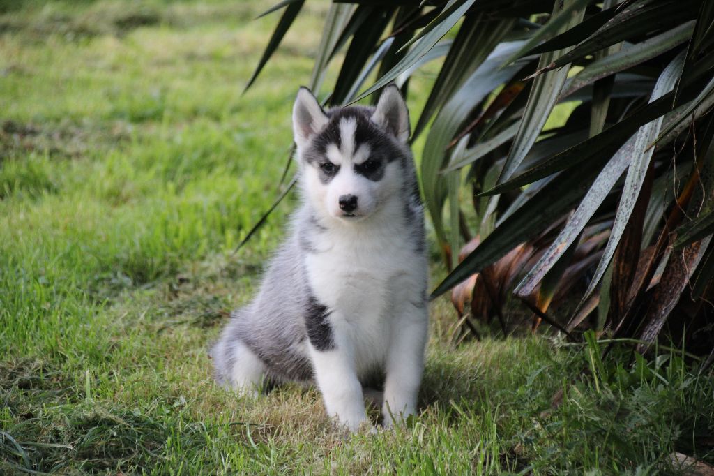 Des Legendes Du Triskel - Chiot disponible  - Siberian Husky