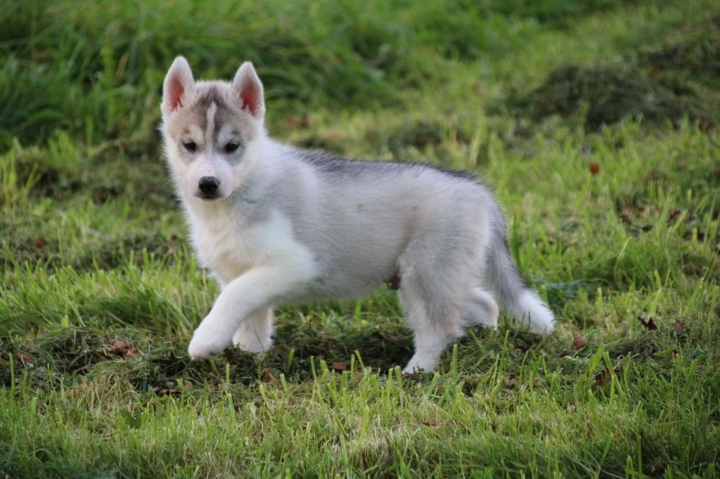 Des Legendes Du Triskel - Chiot disponible  - Siberian Husky