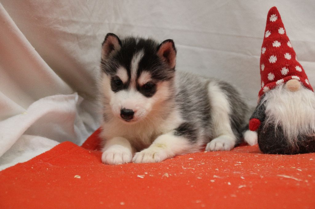 Des Legendes Du Triskel - Chiot disponible  - Siberian Husky