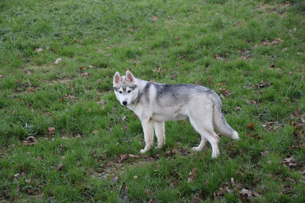 Des Legendes Du Triskel - Chiot disponible  - Siberian Husky