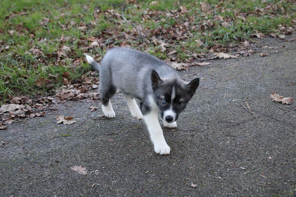 Des Legendes Du Triskel - Chiot disponible  - Siberian Husky