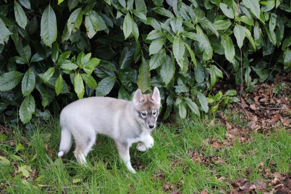 Des Legendes Du Triskel - Chiot disponible  - Siberian Husky