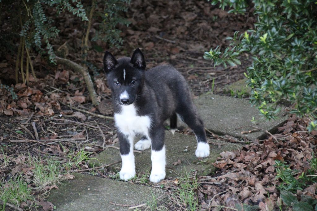 Des Legendes Du Triskel - Chiot disponible  - Siberian Husky