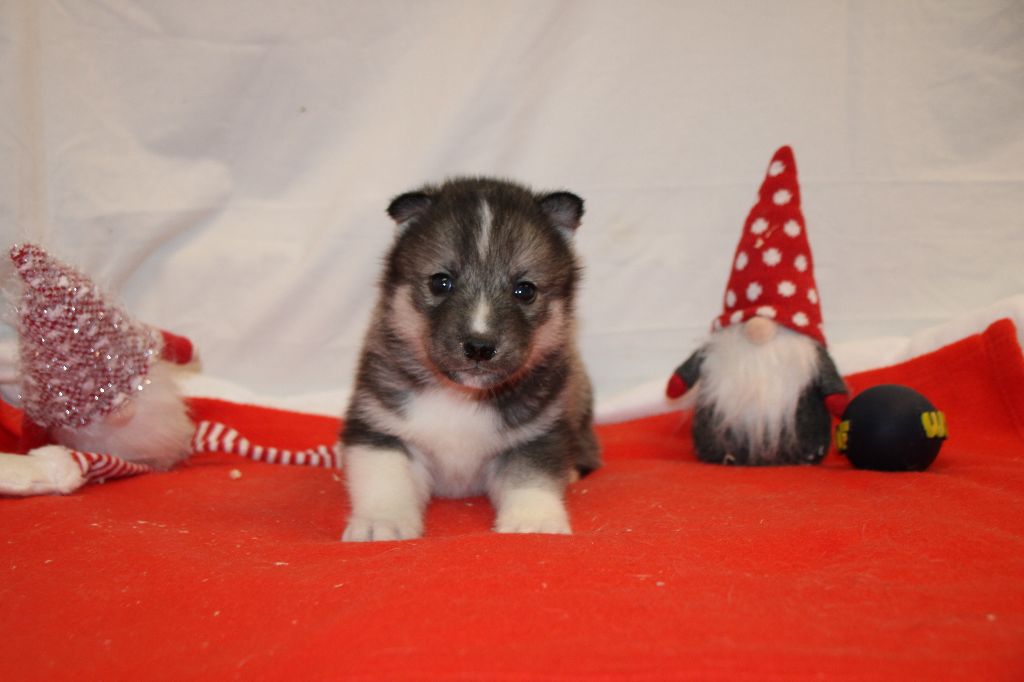 Des Legendes Du Triskel - Chiot disponible  - Siberian Husky