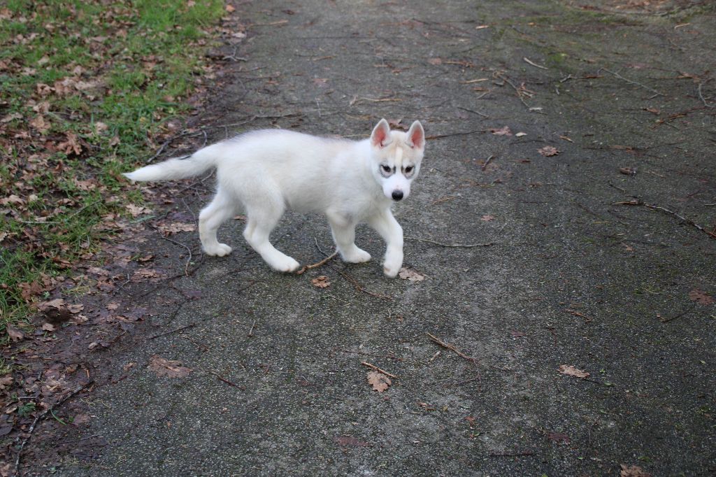 Des Legendes Du Triskel - Chiot disponible  - Siberian Husky