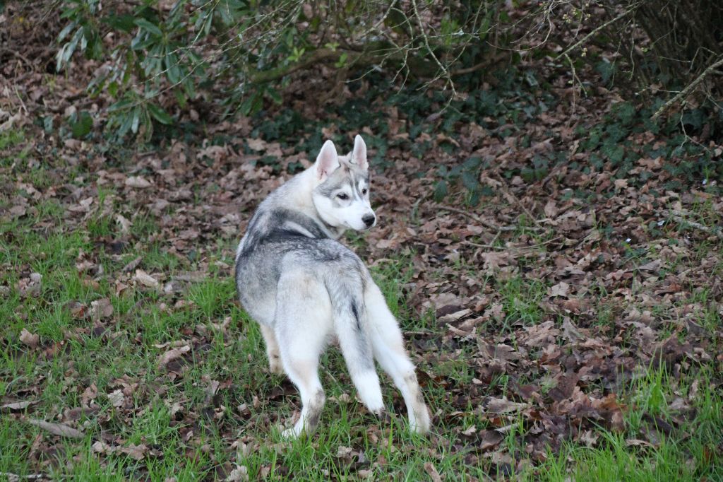 Des Legendes Du Triskel - Chiot disponible  - Siberian Husky