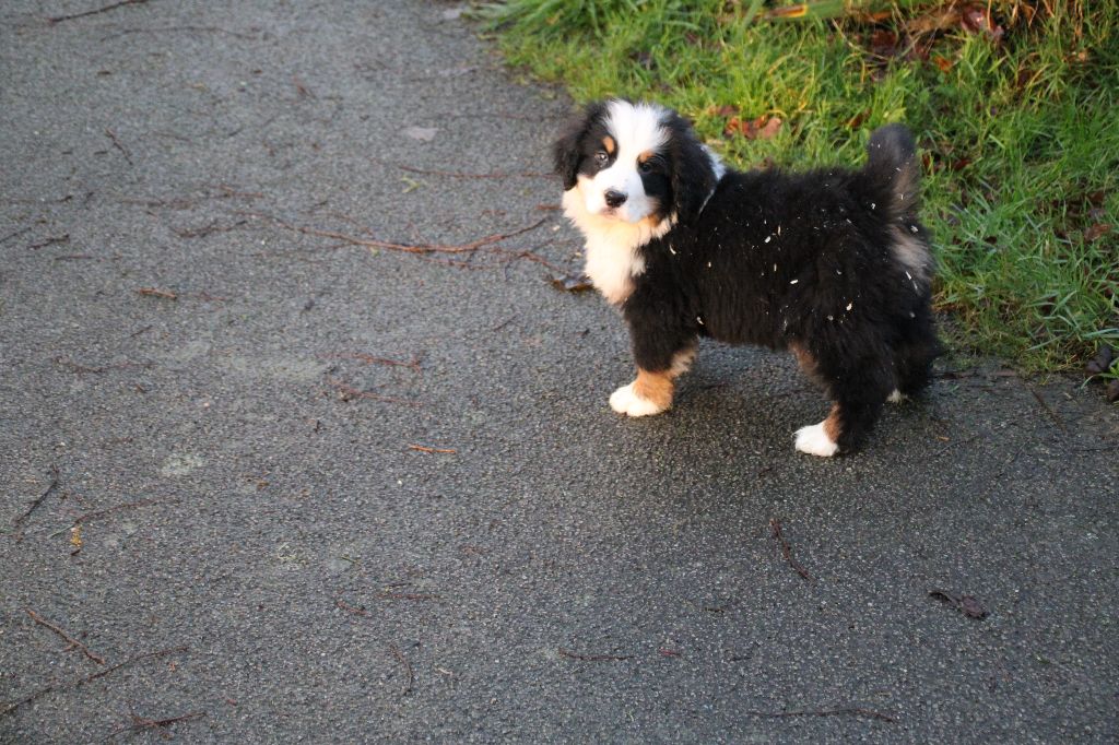 Des Legendes Du Triskel - Chiot disponible  - Bouvier Bernois