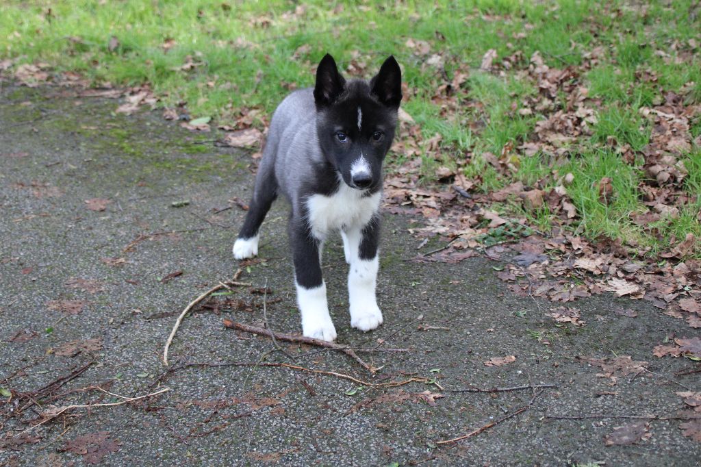 Des Legendes Du Triskel - Chiot disponible  - Siberian Husky