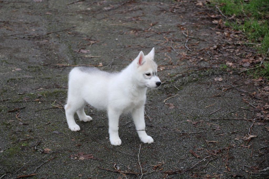 Des Legendes Du Triskel - Chiot disponible  - Siberian Husky