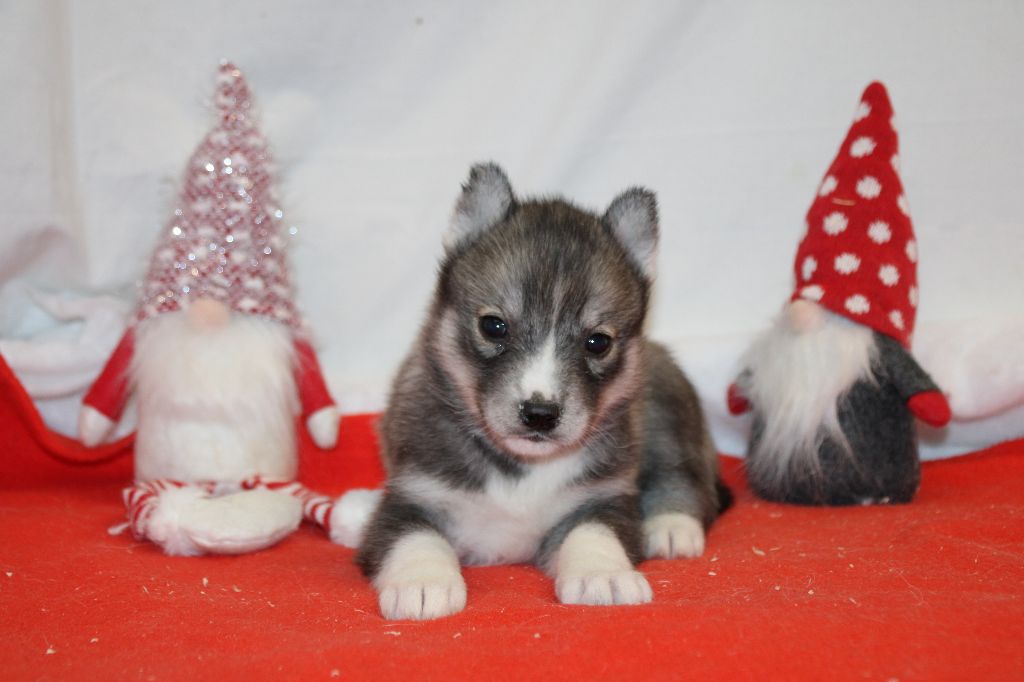 Des Legendes Du Triskel - Chiot disponible  - Siberian Husky