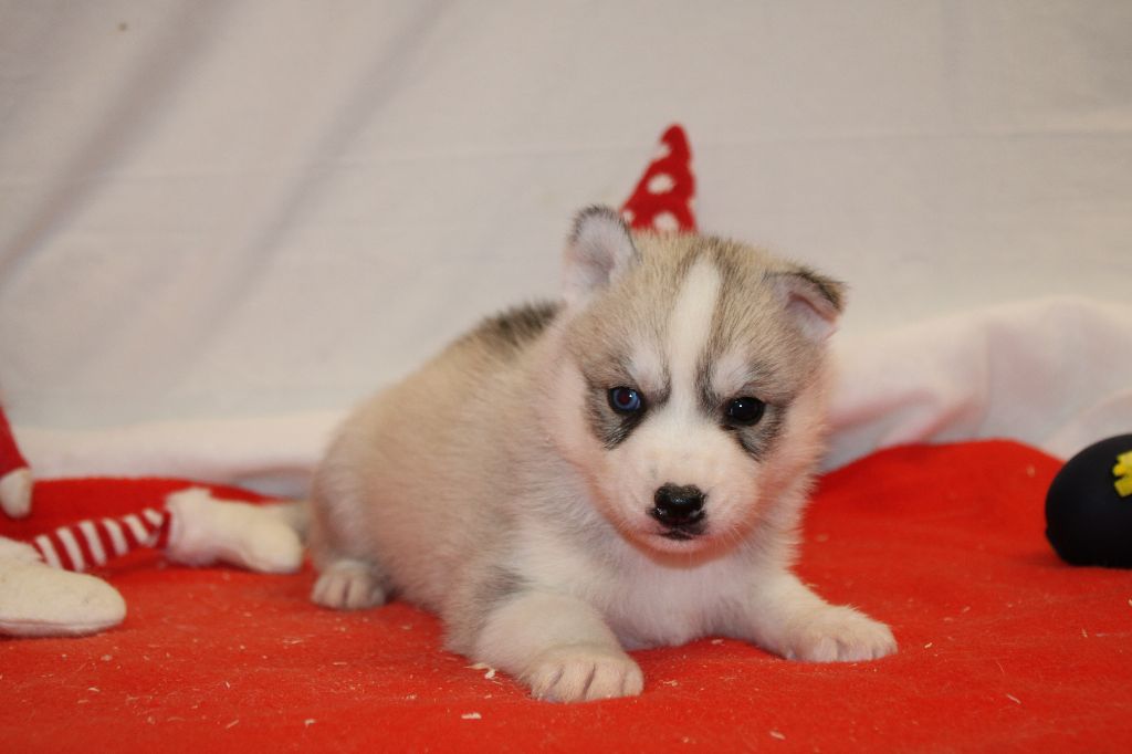 Des Legendes Du Triskel - Chiot disponible  - Siberian Husky