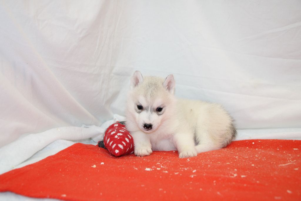 Des Legendes Du Triskel - Chiot disponible  - Siberian Husky