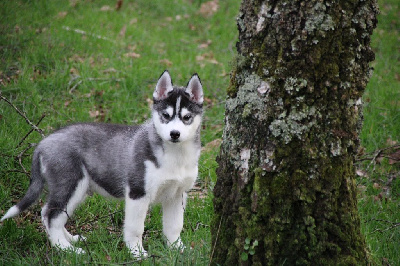 Des Legendes Du Triskel - Siberian Husky - Portée née le 12/11/2024