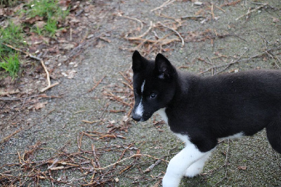 CHIOT 5 noire yeux marrons