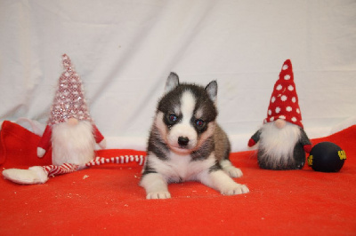 CHIOT 1 gris loup yeux bleus