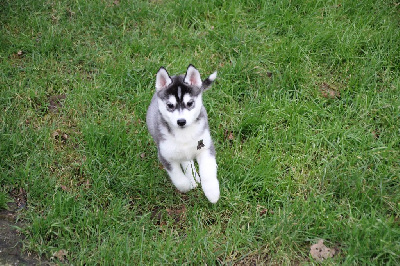 CHIOT 8 noire et blanche