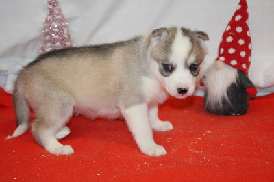 CHIOT 6 grise yeux bleus