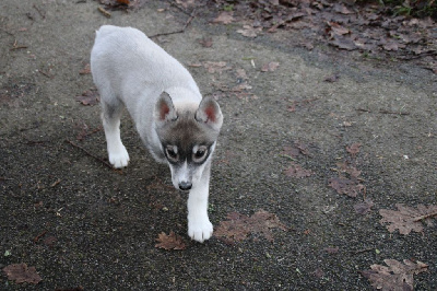 CHIOT 4 gris loup yeux marrons