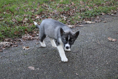 Des Legendes Du Triskel - Siberian Husky - Portée née le 10/11/2024