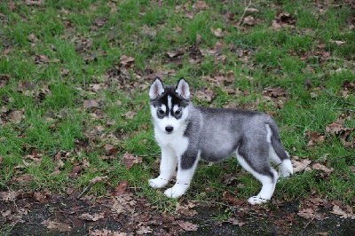 CHIOT 6 noir et blanc