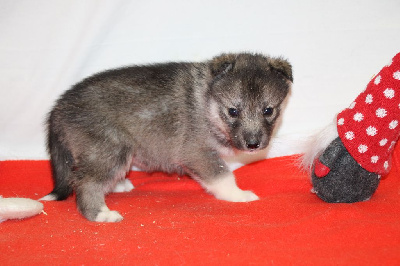 CHIOT 5 gris loup yeux marrons