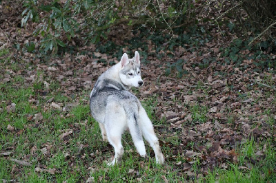 Des Legendes Du Triskel - Siberian Husky - Portée née le 21/09/2024