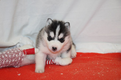 CHIOT 2 noir et blanc