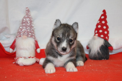 CHIOT 4 gris loup yeux marrons