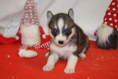 CHIOT 3 gris loup yeux bleus