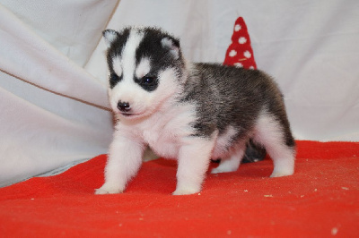 CHIOT 4 noir et blanc