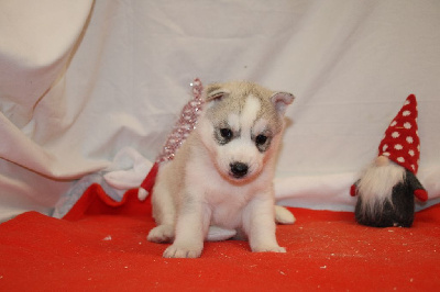 CHIOT 3 gris yeux marrons