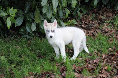 Des Legendes Du Triskel - Siberian Husky - Portée née le 10/11/2024