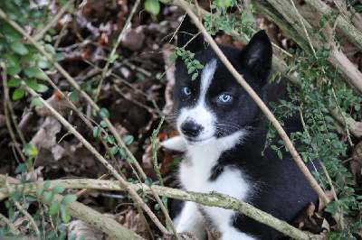 CHIOT 7 noire yeux bleus