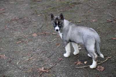 CHIOT 8 gris loup