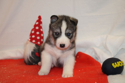 CHIOT 6 gris loup yeux bleus