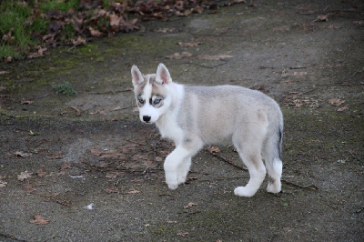 Des Legendes Du Triskel - Siberian Husky - Portée née le 10/11/2024