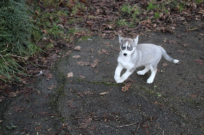 CHIOT 3 gris loup yeux bleus