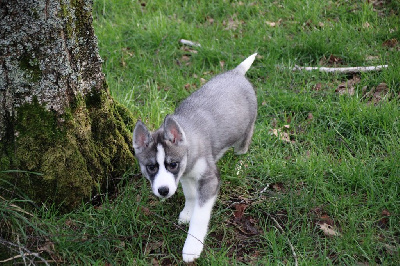 CHIOT 4 gris loup yeux marrons