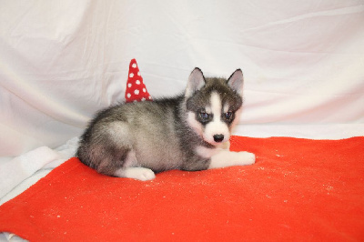 CHIOT 1 gris loup yeux bleus