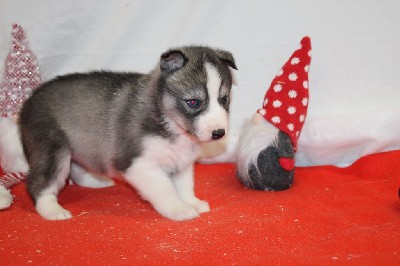 CHIOT 6 gris loup yeux bleus