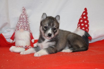 CHIOT 4 gris loup yeux marrons