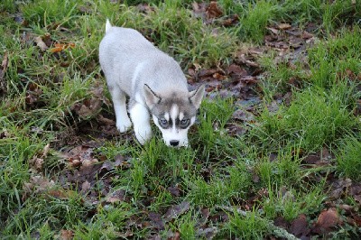 CHIOT 3 gris loup yeux bleus