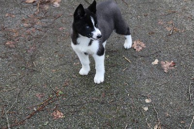 CHIOT 7 noire yeux bleus