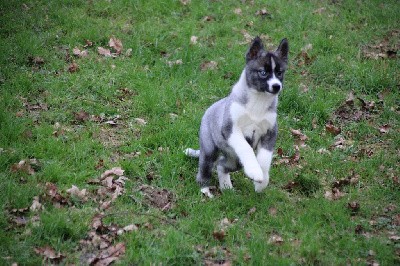 CHIOT 8 gris loup